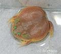 Lepidobatrachus laevis  02